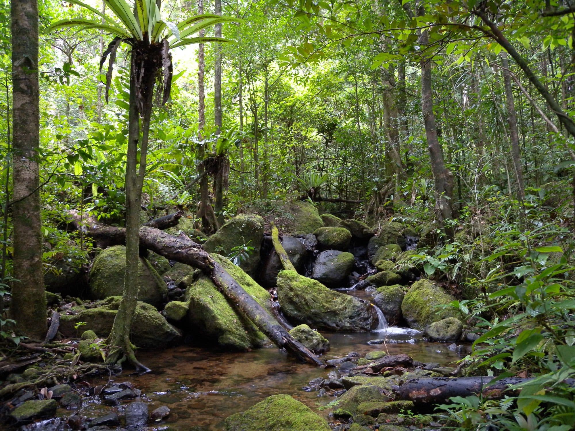 Forêt tropicale de basse altitude et ruisseau dans le parc national de Masoala, au nord-est de Madagascar