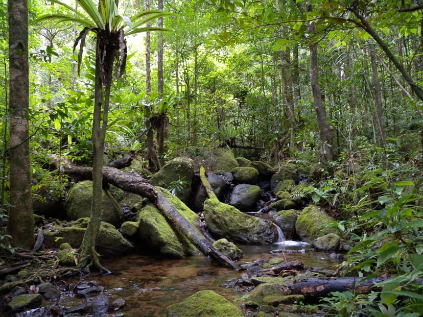 Forêt tropicale de basse altitude et ruisseau dans le parc national de Masoala, au nord-est de Madagascar