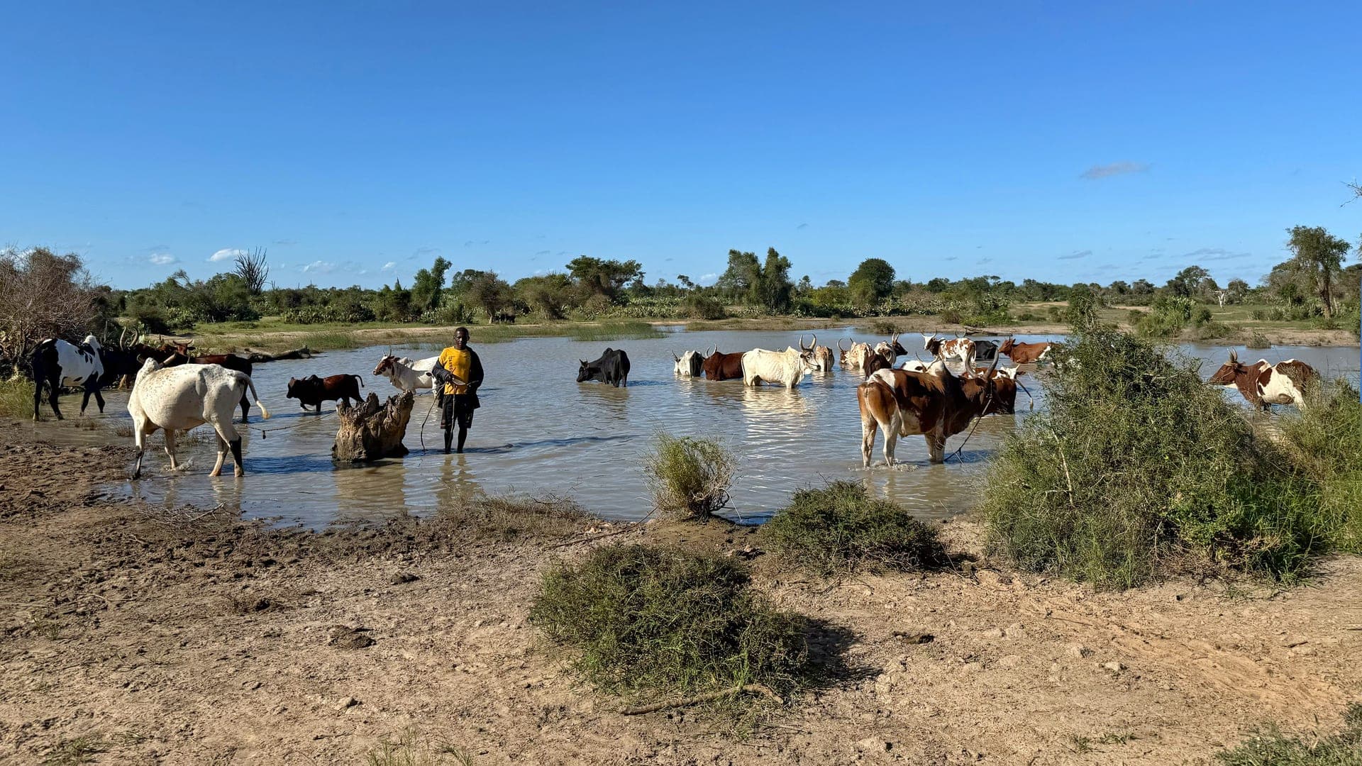 Troupeau de zebus s abreuvant dans une mare, region Androy, Grand Sud de Madagascar