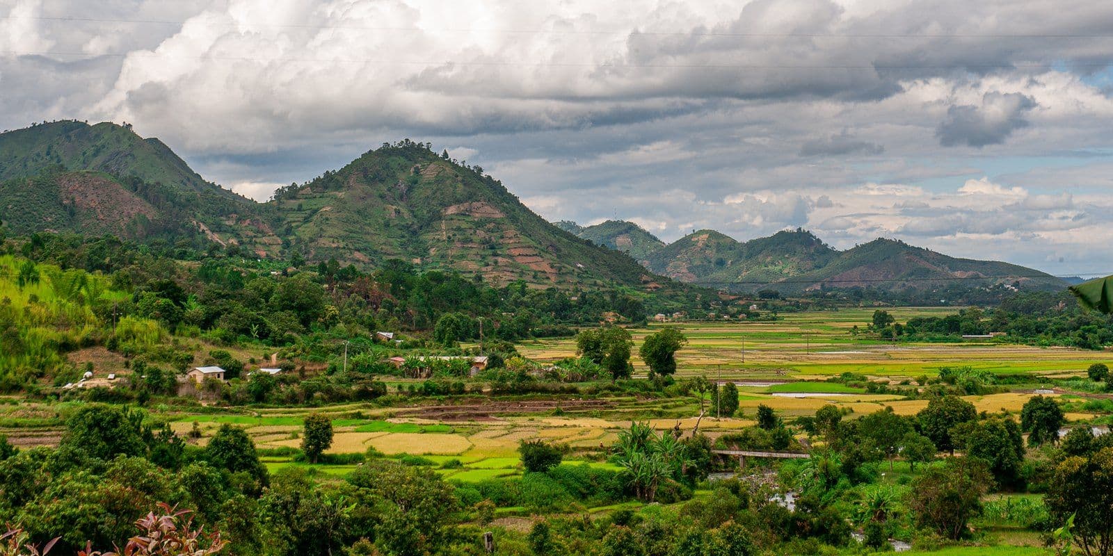 Rizières de la plaine de l'Alaotra-Mangoro, premier bassin rizicole de Madagascar