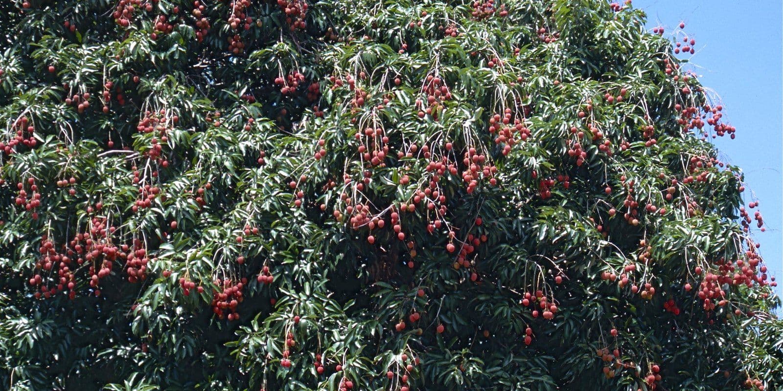 Litchi chargé de fruits mûrs dans le sud-est de Madagascar